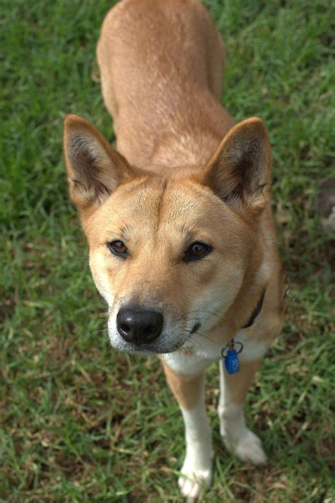 dixie dingo|dixie dingo dog breed.